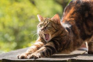 Ihr Umzug mit Katze – leicht gemacht Ihr Umzug mit Katze – leicht gemacht