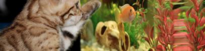 Umzugskalkulator für Aquarium Umzug? 7 hilfreiche Tipps | So geht's richtig!