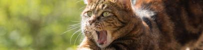 Umzugskalkulator für Umzug mit Katze: 7 Tipps für eine schnelle Eingewöhnung