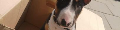 Umzugskalkulator für 7 Tipps was du bei einem Umzug mit Hund beachten solltest Umzugskalkulator für 7 Tipps was du bei einem Umzug mit Hund beachten solltest